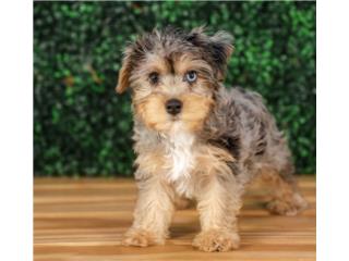 ARNOLD YORKIE POO(VISITANOS EN GUAYNABO), Puppy Love