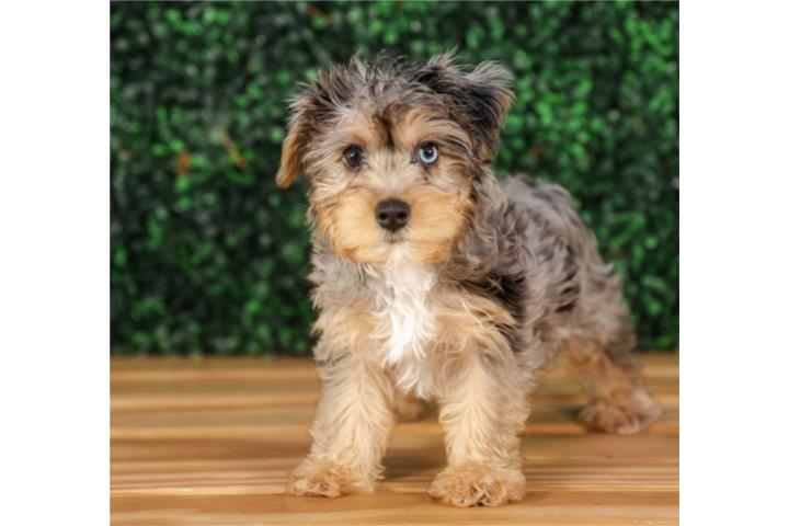 ARNOLD YORKIE POO(VISITANOS EN GUAYNABO) Puerto Rico