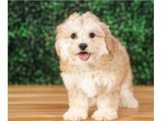 VALERIE SHIH POO (VISITANOS EN GUAYNABO , Mascotas Puerto Rico