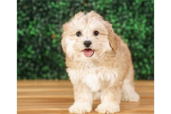 VALERIE SHIH POO (VISITANOS EN GUAYNABO  Puerto Rico