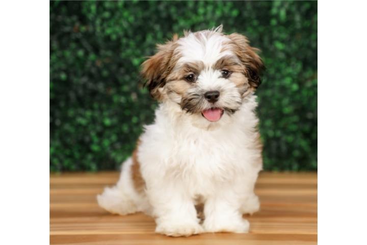 NERO MALSHI - TEDDY BEAR(VISITANOS EN GUAYNAB Puerto Rico