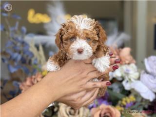 Micro Toy Poodle nene AKC - Los Osos PR, Los Osos PR