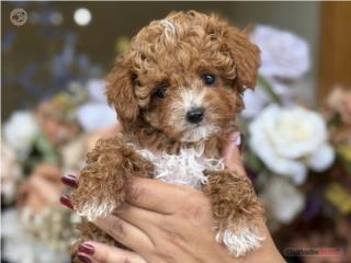 Puerto Rico Micro Toy Poodle AKC - Los Osos PR, Perros Gatos y Caballos