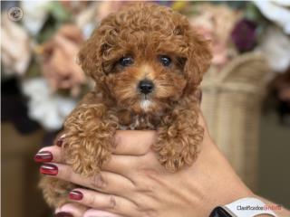 Micro Toy Poodle AKC - Los Osos PR, Mascotas Puerto Rico