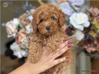 Puerto Rico Mini Goldendoodle Chiquita! - Los Osos PR, Perros Gatos y Caballos