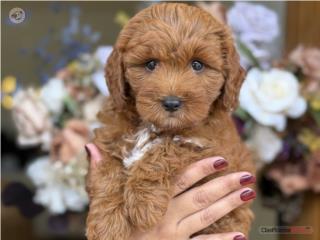 Mini Goldendoodle Hermosa! - Los Osos PR, Mascotas Puerto Rico