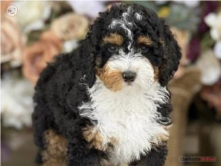 Puerto Rico Bernedoodle Tricolor Toy! - Los Osos PR, Perros Gatos y Caballos