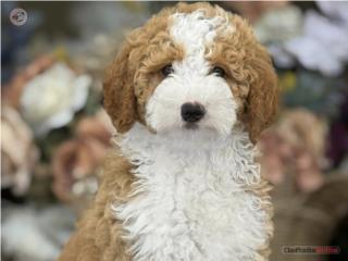 Bernedoodle Bicolor Tuxedo Nene - Los Osos PR, Mascotas Puerto Rico