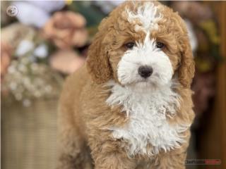 Bernedoodle Tuxedo Chiquita! - Los Osos PR, Mascotas Puerto Rico