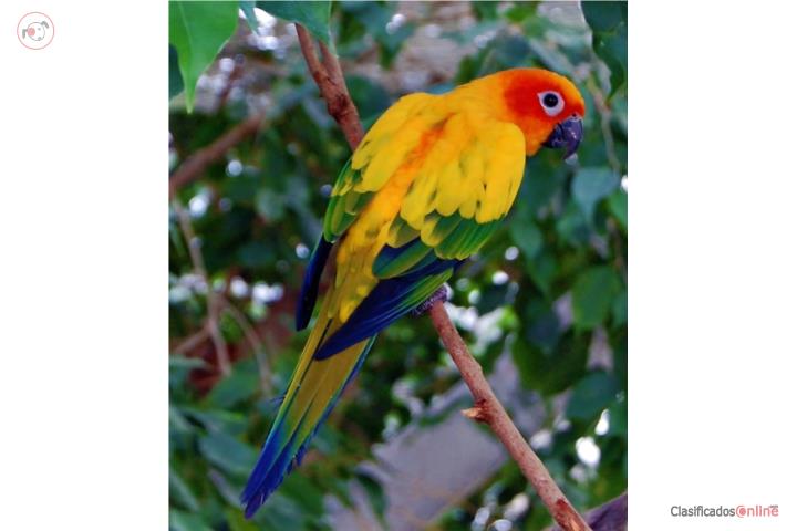 Sun conure (( bebé ))  no adn Puerto Rico