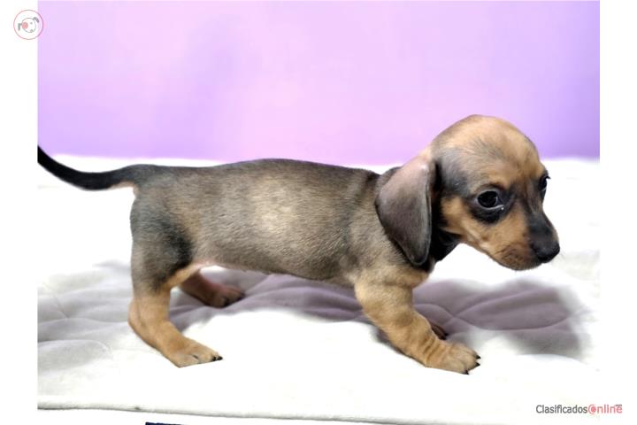 Dachshund - Salchicha mini Hembra con Vacunas Puerto Rico