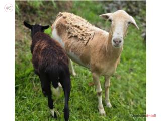 Dos Ovejas hembras, una Oveja embarazada , Puppy Land PR