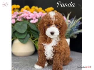 Panda Mini Poodle Nene AKC - Puppy Land Aguada , Puppy Land PR