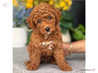 Bruno Mini Poodle Nene AKC - Puppy Land Aguada, Puppy Land PR