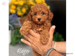 Hugo Toy Poodle Nene AKC - Puppy Land Aguada , Puppy Land PR