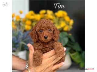 Tim Toy Poodle Red AKC - Puppy Land Aguada , Puppy Land PR