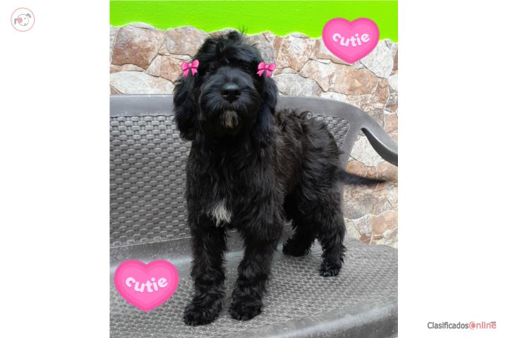 MINI GOLDENDOODLE F1 HEMBRA  Puerto Rico