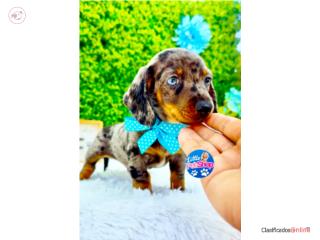 DACHSHUND DAPPLE NENE CON PAPELES , LITTLE PET SHOP