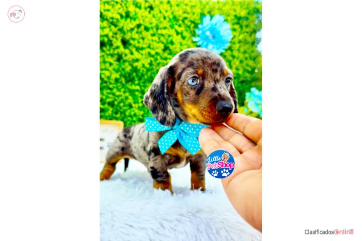 DACHSHUND DAPPLE NENE CON PAPELES  Puerto Rico