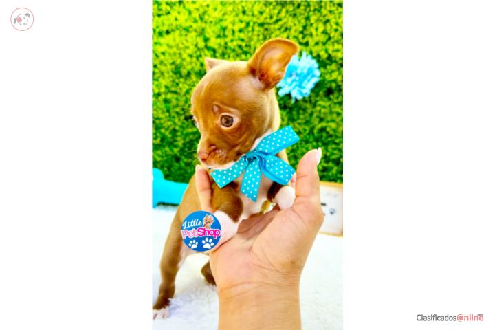 CHIHUAHUA TOY CHOCOLATE NENE CON PAPELES  Puerto Rico