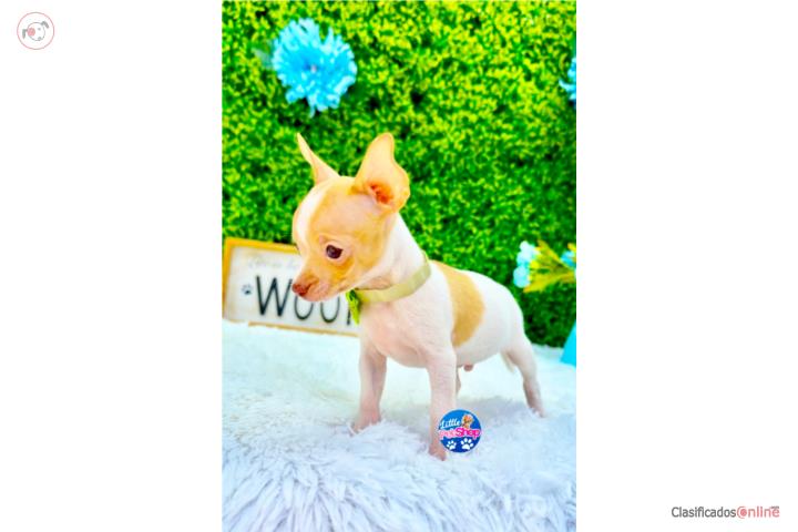 CHIHUAHUA TOY PINTO NENE CON PAPELES  Puerto Rico