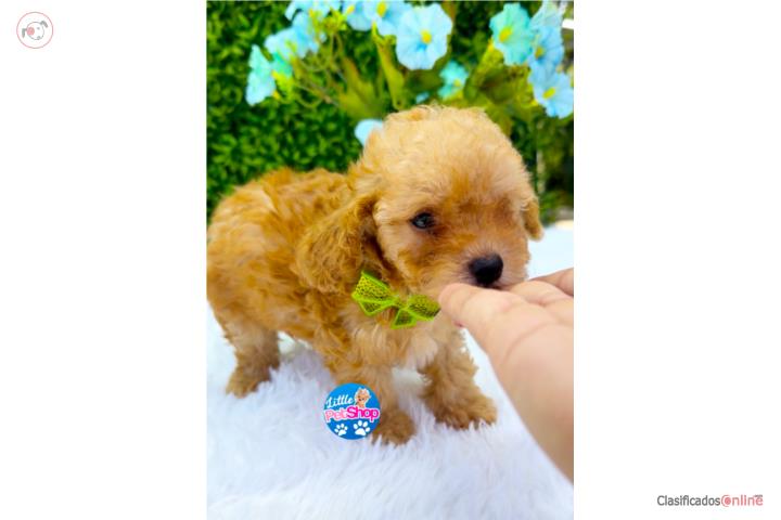 POODLE TCUP NENE CON PAPELES  Puerto Rico