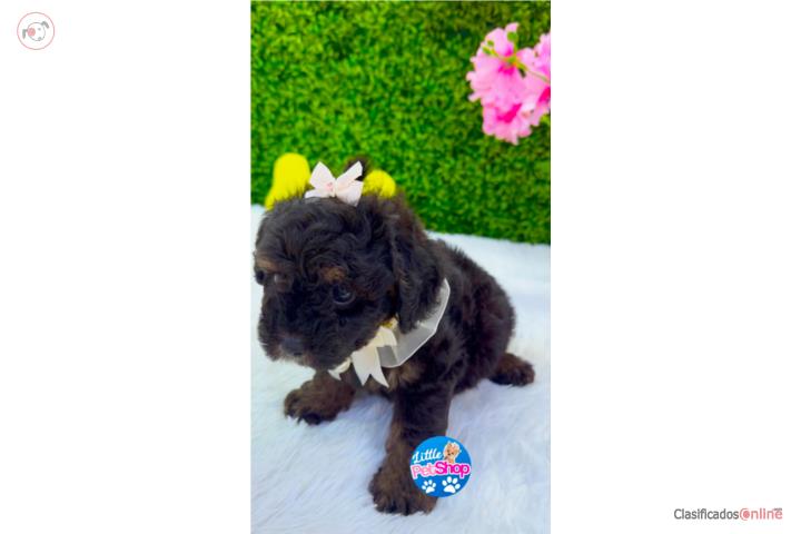 POODLE TOY PHANTOM NENA CON PAPELES  Puerto Rico