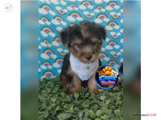 Yorkie toy nene con papeles , French Lovers