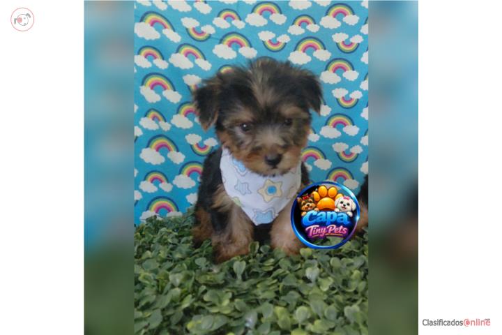 Yorkie toy nene con papeles  Puerto Rico