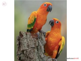 Parejas de sun conures  (( jóvenes )), JG Aviario