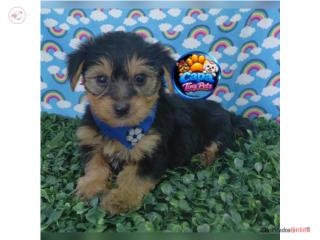 Yorkie toy nene con papeles , French Lovers