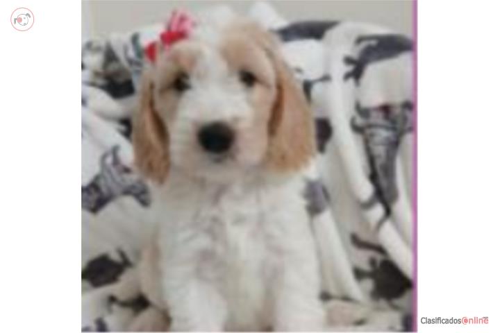 Adorables Goldendoodles DISPONIBLES  Puerto Rico