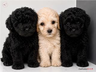 TOY POODLE, GAUDI KENNEL