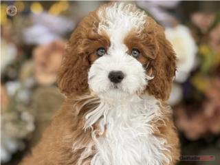 Mini Bernedoodle Tuxedo nene - Los Osos PR, Los Osos PR
