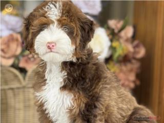 Exotico! Bernedoodle Sable - Los Osos PR, Los Osos PR