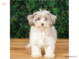 Puerto Rico Cassie Havapoo (VISITANOS EN GUAYNABO), Perros Gatos y Caballos