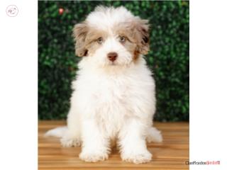 Puerto Rico Farley Havapoo (VISITANOS EN GUAYNABO), Perros Gatos y Caballos