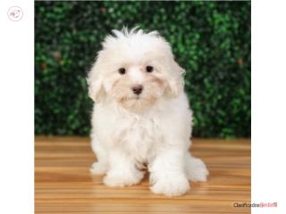 Dia Maltipoo(VISITANOS EN GUAYNABO), Mascotas Puerto Rico