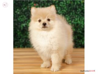Puerto Rico Pablo, Perros Gatos y Caballos