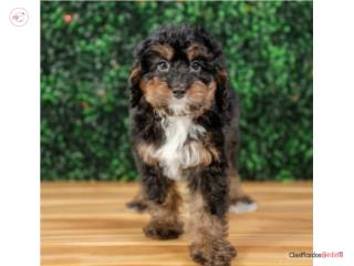 Puerto Rico Demi Mini Bernedoodle, Perros Gatos y Caballos