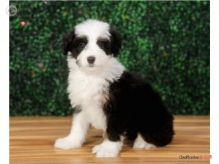 Raya Mini Bernedoodle (VISITANOS EN GUAYNABO), Mascotas Puerto Rico