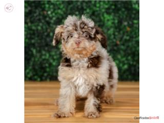 Puerto Rico Kevlar Poodle (VISITANOS EN GUAYNABO), Perros Gatos y Caballos