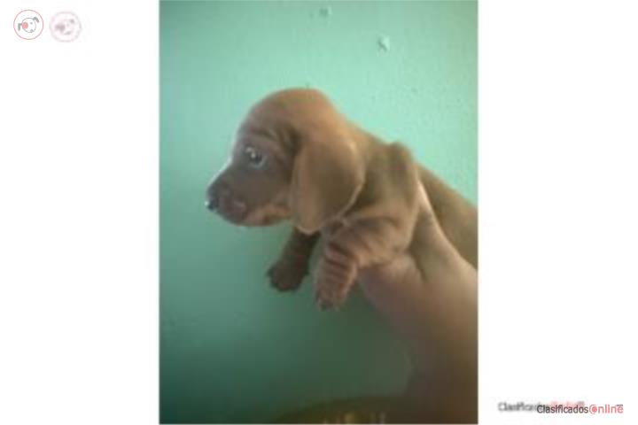 Hembra mini salchicha  Puerto Rico