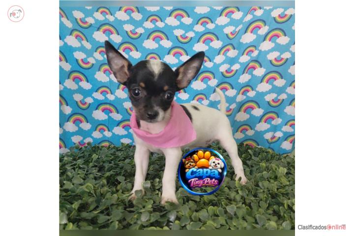 Chihuahua toy nena con papeles  Puerto Rico