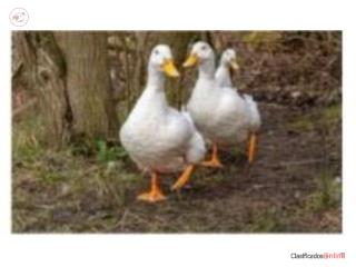 Patitos khaki Campbell y pekin 