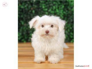 Alberts Cavapoo (VISITANOS EN GUAYNABO), Mascotas Puerto Rico