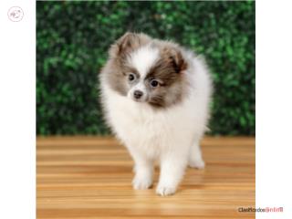 Whitney Pomeranian (VISITANOS EN GUAYNABO), Mascotas Puerto Rico