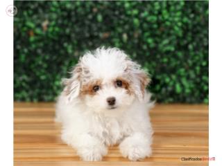 Karmel Cavapoo (VISITANOS EN GUAYNABO), Puppy Love