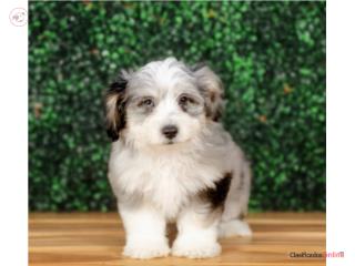 Houdini Aussiechon (VISITANOS EN GUAYNABO), Mascotas Puerto Rico