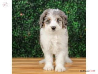 Puerto Rico Beckett Mini Aussiedoodle (VISITANOS EN GUAYN, Perros Gatos y Caballos